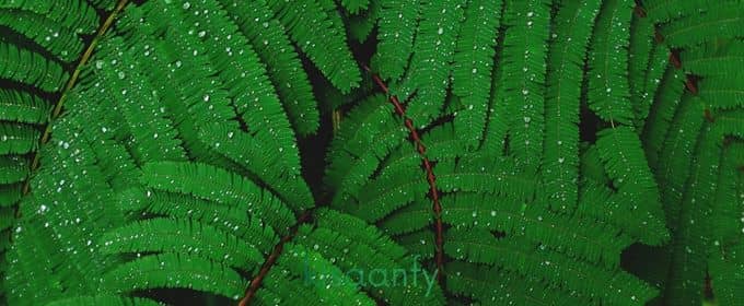green plant leaves at kisaanfy