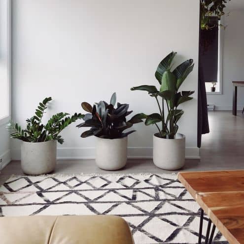 Plants kisaanfy