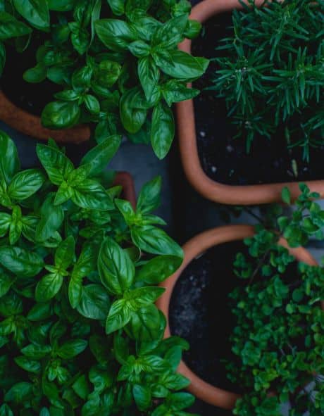 green plant in pot kisaanfy