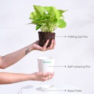 Good Luck Money Plant With Self Watering White Pot - Image 8