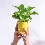 Good Luck Money Plant With Self Watering Pot - Image 6