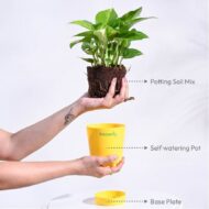 Good Luck Money Plant With Self Watering Pot - Image 8