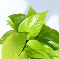 Good Luck Money Plant With Self Watering White Pot - Image 6