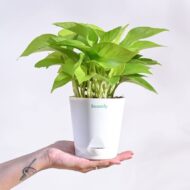 Good Luck Money Plant With Self Watering White Pot - Image 5