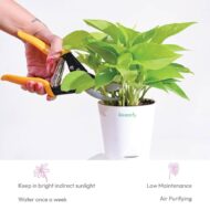 Good Luck Money Plant With Self Watering White Pot - Image 3