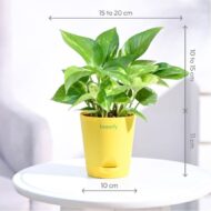 Good Luck Money Plant With Self Watering Pot - Image 7