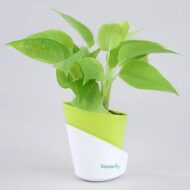 Money Plant With Self Watering Pot - Image 3