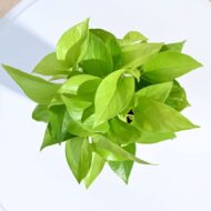 Good Luck Money Plant With Self Watering White Pot - Image 4