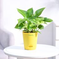 Good Luck Money Plant With Self Watering Pot - Image 2