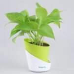Money Plant With Self Watering Pot