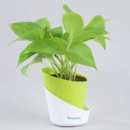 Money Plant With Self Watering Pot