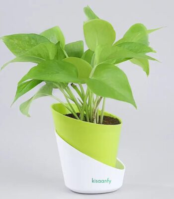money plant with green pot