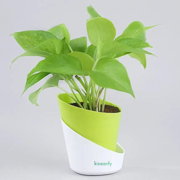 Money Plant With Self Watering Pot