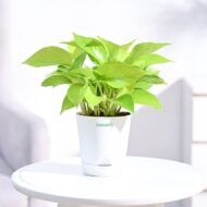 Good Luck Money Plant With Self Watering White Pot - Image 2