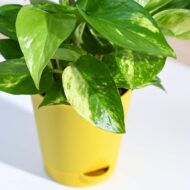 Good Luck Money Plant With Self Watering Pot - Image 3