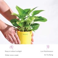 Good Luck Money Plant With Self Watering Pot - Image 4