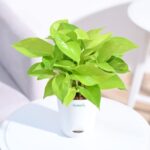 Good Luck Money Plant With Self Watering White Pot