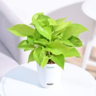 Good Luck Money Plant With Self Watering White Pot