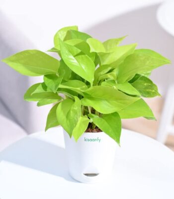 money plant with white self water pot
