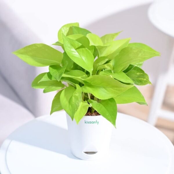 Good Luck Money Plant With Self Watering White Pot
