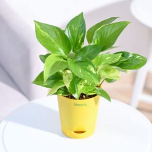money plant with yellow pot