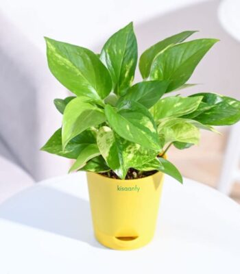 money plant with yellow pot