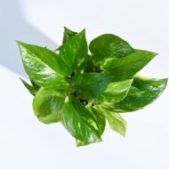 Good Luck Money Plant With Self Watering Pot - Image 5